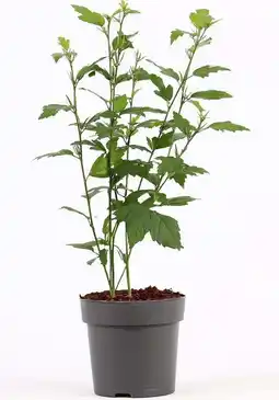 Intratuin Chinese Roos (Hibiscus syriacus 'Admiral Dewey') D 17 H 40 cm aanbieding