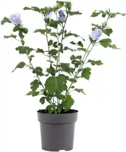 Intratuin Chinese Roos (Hibiscus syriacus 'Oiseau Blue') D 17 H 40 cm aanbieding