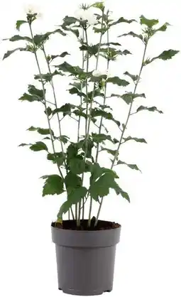 Intratuin Chinese Roos (Hibiscus syriacus 'Speciosus') D 17 H 40 cm aanbieding