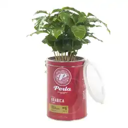 Albert Heijn AH Arabica plant in Perla pot aanbieding