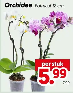 Dekamarkt Orchidee aanbieding