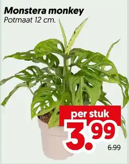 Dekamarkt Monstera monkey aanbieding