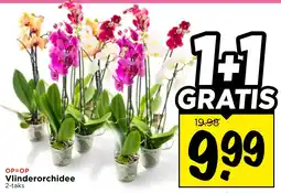 Vomar Voordeelmarkt Vlinderorchidee aanbieding