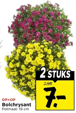 Vomar Voordeelmarkt Bolchrysant aanbieding