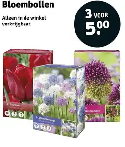 Kruidvat Bloembollen aanbieding