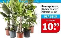 Hoogvliet Kamerplanten aanbieding