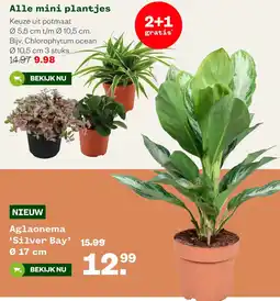 Welkoop Alle mini plantjes aanbieding