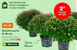 Welkoop Bolchrysant aanbieding