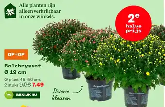 Bolchrysant