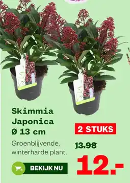Welkoop Skimmia Japonica aanbieding