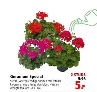 Welkoop Geranium special aanbieding