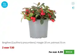 Intratuin Bergthee Gaultheria procumbens aanbieding