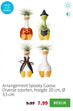 Intratuin Arrangement Spooky Goose aanbieding