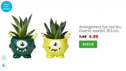 Intratuin Arrangement Eye See You aanbieding