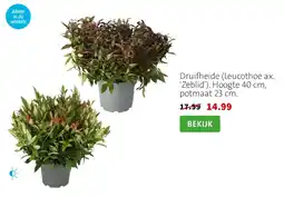 Intratuin Druifheide (Leucothoe ax. 'Zeblid') aanbieding