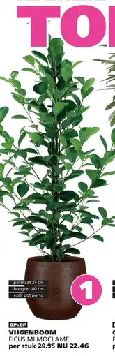 Ranzijn VIJGENBOOM FICUS MI MOCLAME aanbieding