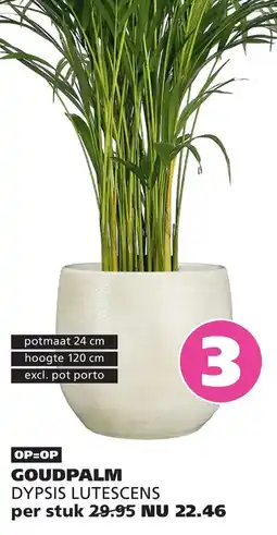 Ranzijn goudpalm dypsis lutescens aanbieding