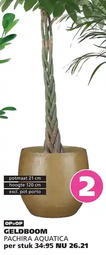 Ranzijn GELDBOOM PACHIRA AQUATICA aanbieding