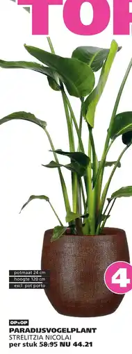 Ranzijn PARADIJSVOGELPLANT STRELTZIA NICOLAI aanbieding
