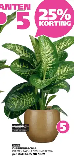 Ranzijn Dieffenbachia Seguine Reeva aanbieding
