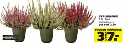 Ranzijn struikheide calluna aanbieding