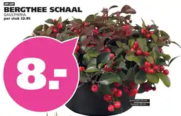 Ranzijn Bergthee schaal aanbieding