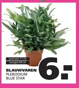 Ranzijn blauwvaren plebodium blue star aanbieding