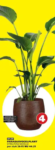 Tuinland Paradijsvogelplant Strelitzia Nicolai aanbieding