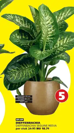 Tuinland Dieffenbachia Seguine Reeva aanbieding