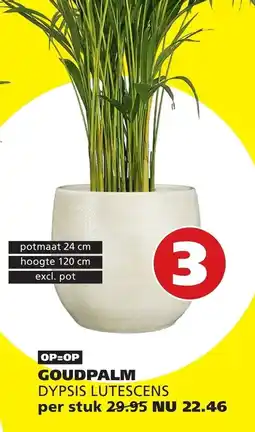 Tuinland goudpalm dypsis lutescens aanbieding