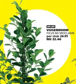 Tuinland Ficus mi moclame aanbieding
