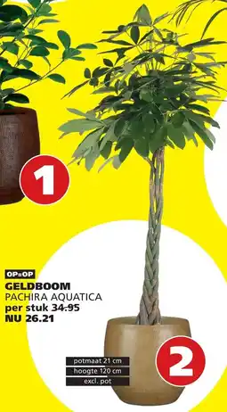 Tuinland Geldboom Pachira Aquatica aanbieding