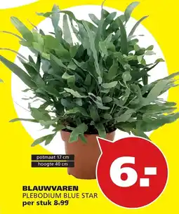 Tuinland blauwvaren plebodium blue star aanbieding