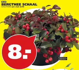 Tuinland Bergthee schaal aanbieding