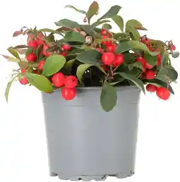 Intratuin Bergthee (Gaultheria procumbens) D 13 H 20 cm aanbieding