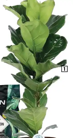 Hornbach FloraSelf Ficus Lyrata Vijgenboom aanbieding