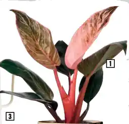 Hornbach FloraSelf Philodendron "Pink Bikini" aanbieding