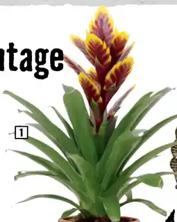 Hornbach Woontrend Re-Vintage FloraSelf Vriesea aanbieding