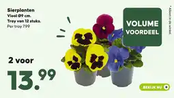 Pets Place Sierplanten Viool Ø9 cm aanbieding