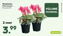 Pets Place Sierplanten Patio Cyclaam aanbieding