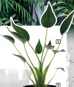Hornbach FloraSelf Alocasia "Tiny Dancer" Olifantsoor aanbieding
