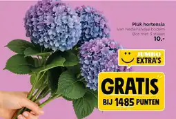 Jumbo Pluk hortensia aanbieding