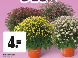 Jumbo Bolchrysant aanbieding