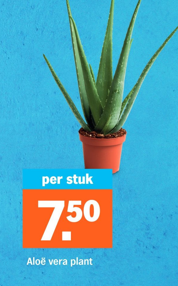 Alo vera plant aanbieding bij Albert Heijn