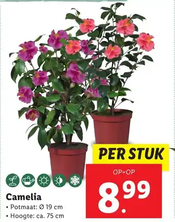 Lidl Camelia aanbieding