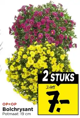 Vomar Voordeelmarkt Bolchrysant aanbieding