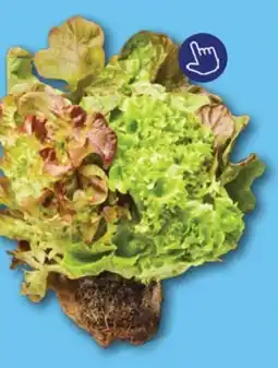 ALDI Triosla op kluit aanbieding