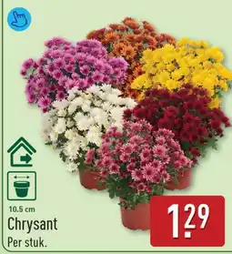 ALDI Chrysant aanbieding