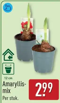 ALDI Amaryllis mix aanbieding