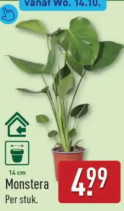 ALDI Monstera aanbieding